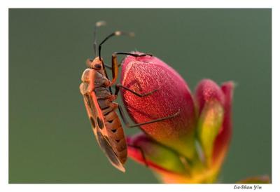CRW_2027
