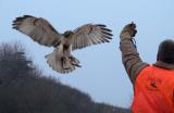 Red Tailed Hawk