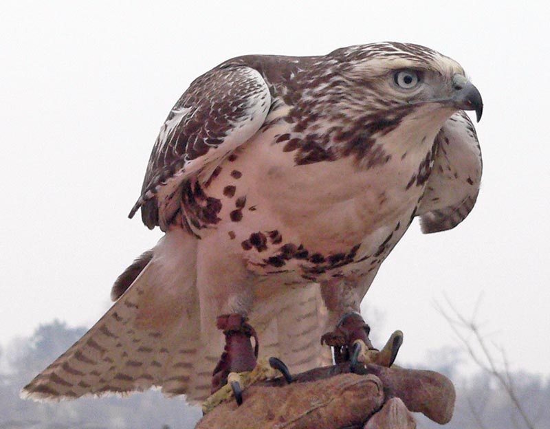 Red Tailed Hawk