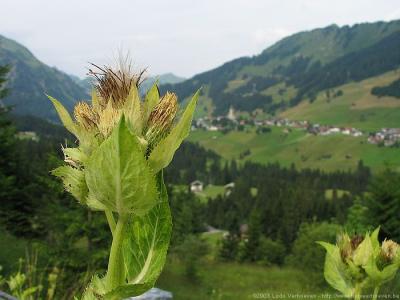 Kleinwalsertal ÖsterreichBlumen und Kräuter