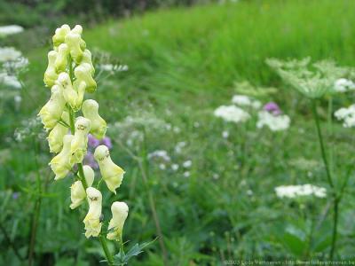 Kleinwalsertal sterreich<br>Blumen und Kruter