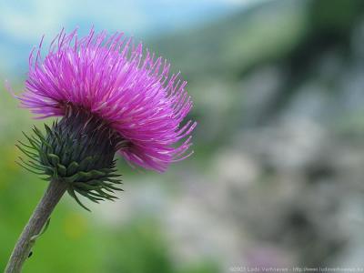 Kleinwalsertal ÖsterreichBlumen und Kräuter