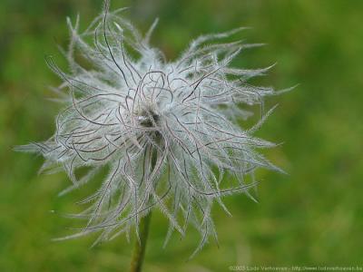 Kleinwalsertal sterreich<br>Blumen und Kruter