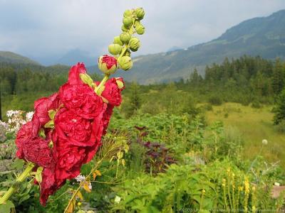 Kleinwalsertal ÖsterreichBlumen und Kräuter