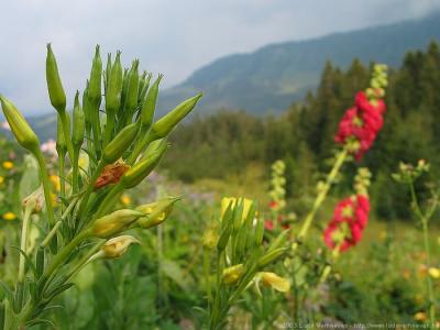 Kleinwalsertal ÖsterreichBlumen und Kräuter
