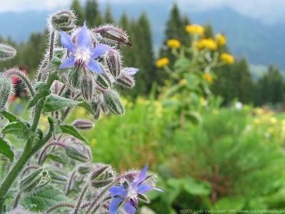 Kleinwalsertal ÖsterreichBlumen und Kräuter
