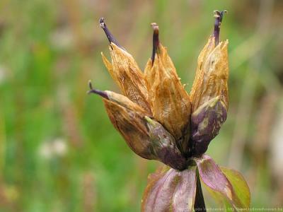 Kleinwalsertal ÖsterreichBlumen und Kräuter