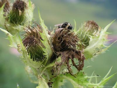 Kleinwalsertal ÖsterreichBlumen und Kräuter