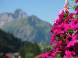 Kleinwalsertal sterreich<br>Blumen und Kruter