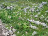 Kleinwalsertal sterreich<br>Blumen und Kruter