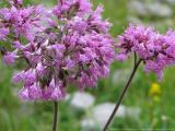 Kleinwalsertal sterreich<br>Blumen und Kruter