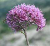 Kleinwalsertal ÖsterreichBlumen und Kräuter