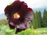 Kleinwalsertal ÖsterreichBlumen und Kräuter