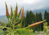 Kleinwalsertal ÖsterreichBlumen und Kräuter