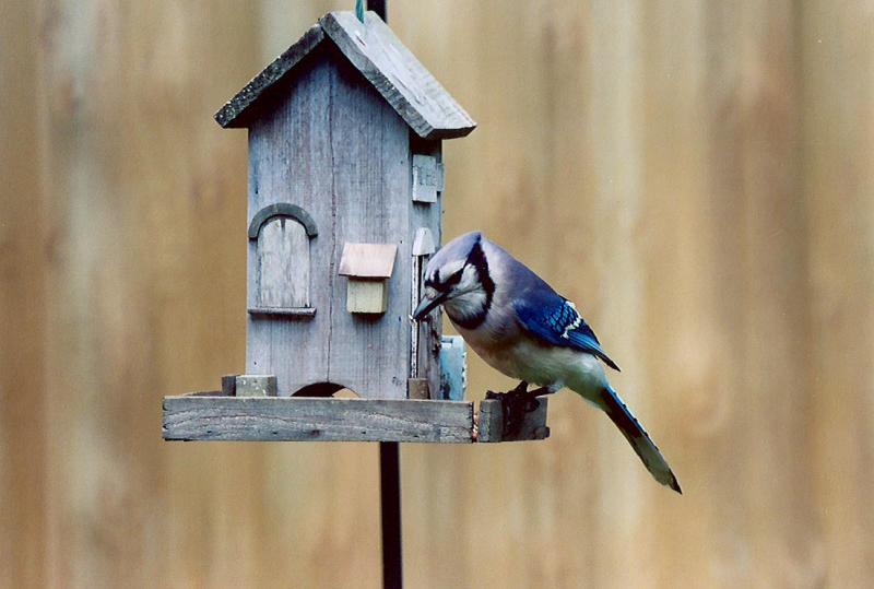 bluejay.jpg