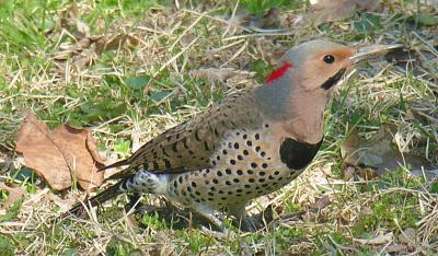 Northern Flicker (Yellow-shafted) male