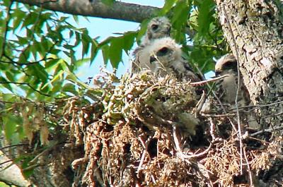 Red-shouldered Hawk chicks