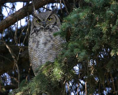 great horned owl Sportsman Park