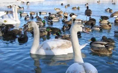 swans and ducks - toronto