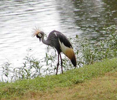 East African Crowned Crane