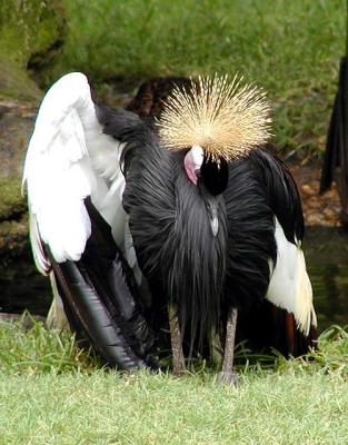East African Crowned Crane