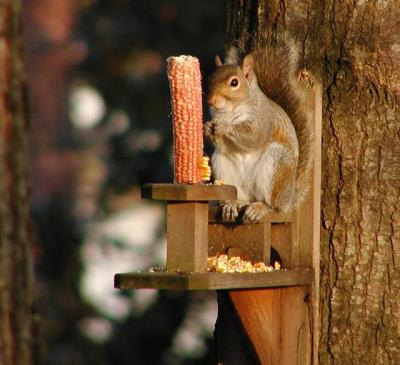Squirrel on his throne
