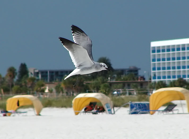 Seagull in flight #2