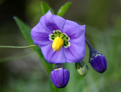 Purple Nightshade