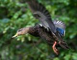 Black And Blue - Duck