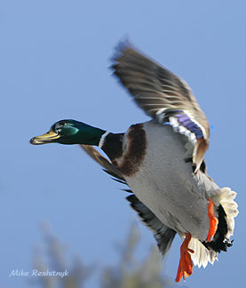 Down-To-Earth Mallard