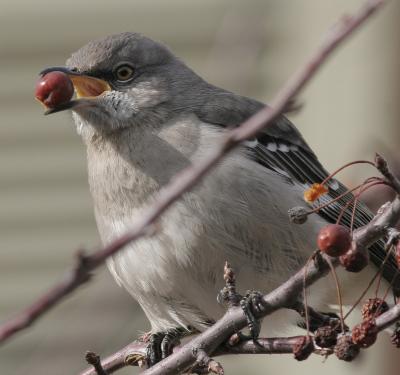 mockingbird with berry