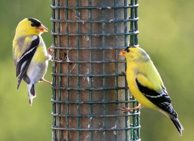 goldenfinches_pair01_web.jpg