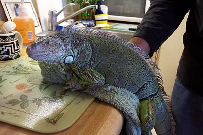 iguana_countertop
