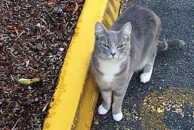 kenny's kitty