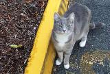 kennys kitty