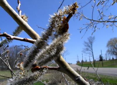 Catkins