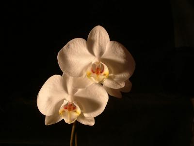 Orchid from Trader Joes