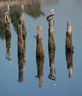 Pelicans and Post Piles