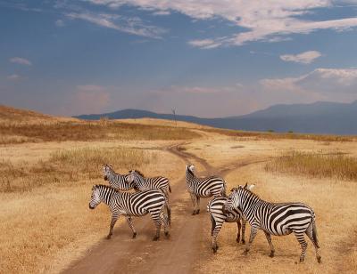 Zebras from Ngorongoro -Tanzania