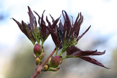 April 20: Bud with fly