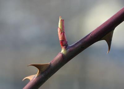 April 21: Thorns and buds