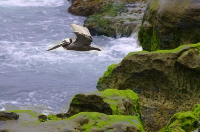 lajolla_cove