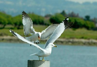 bird.jpg