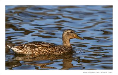 Mallard (female)