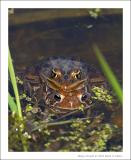 Northern Leopard Frog sitting on American Toad