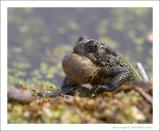 American Toad - 2
