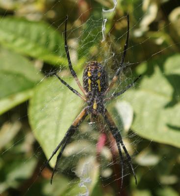 Spider 06