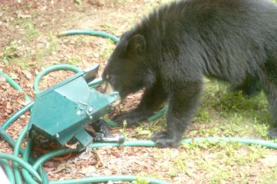 Cleaning out the sunflower seeds