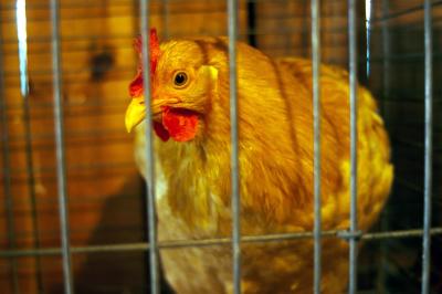 Rhode Island Red