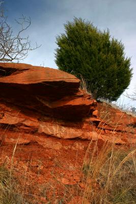 Red Rock Green Tree.jpg